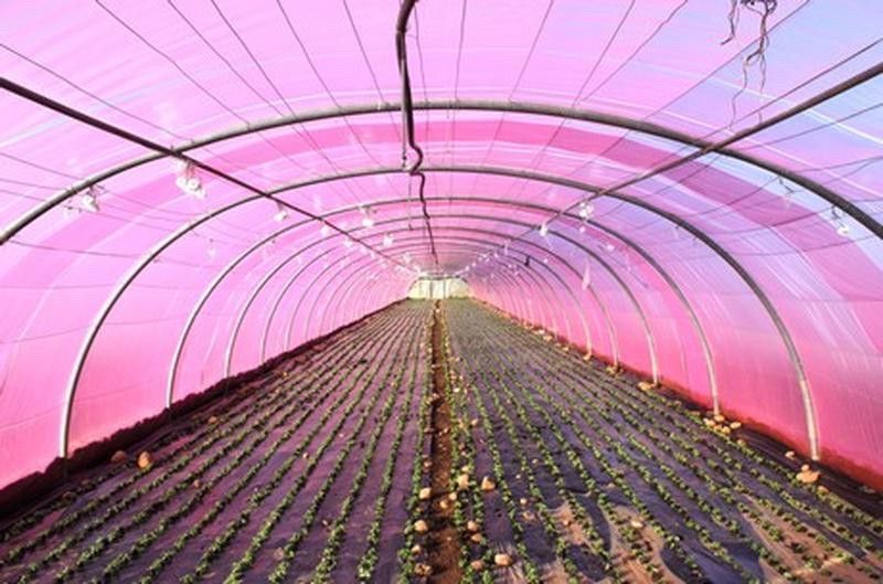 Пленка тепличная 200мкм. 6м./50м . Уф-стабилизатор 36 месяцев. UV6% парниковая