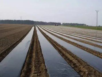 Чорна плівка для мульчування полотно 1,2 м х 1000м (50 мкм) 24 місяці